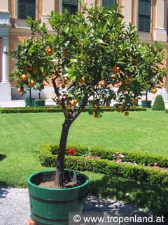 Orange - Citrus sinensis