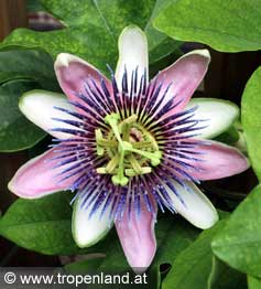 Passionsfrucht - Passiflora edulis