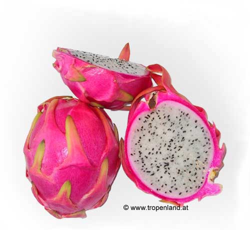 Pitahaya - Hylocereus undatus