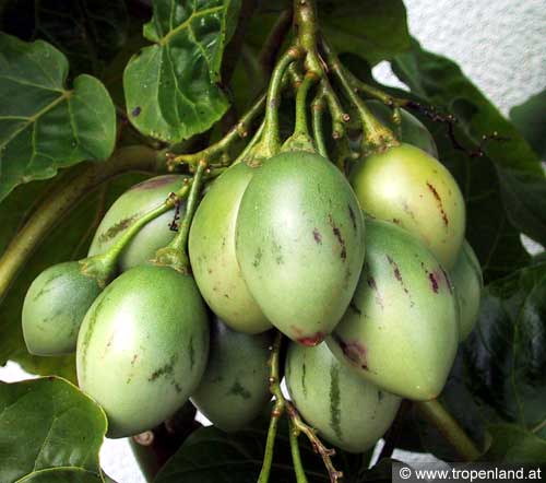 Tamarillo - Solanum betacea