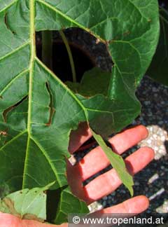 Tamarillo - Solanum betacea