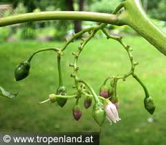 Tamarillo - Solanum betacea