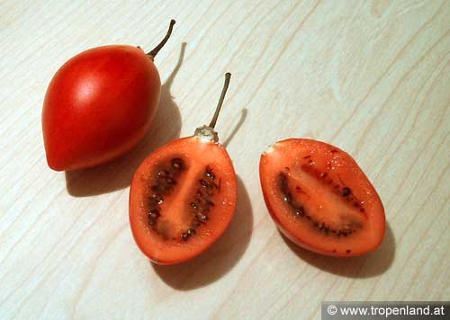 Tamarillo - Solanum betacea