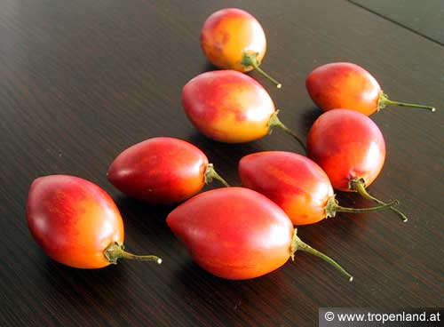 Tamarillo - Solanum betacea