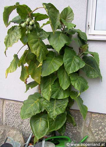 Tamarillo - Solanum betacea