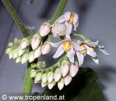 Tamarillo - Solanum betacea