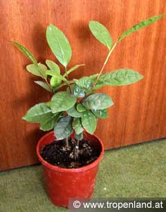 Tee - Camellia sinensis