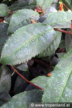 Tee - Camellia sinensis