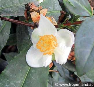 Tee - Camellia sinensis