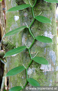 Vanille - Vanilla planifolia